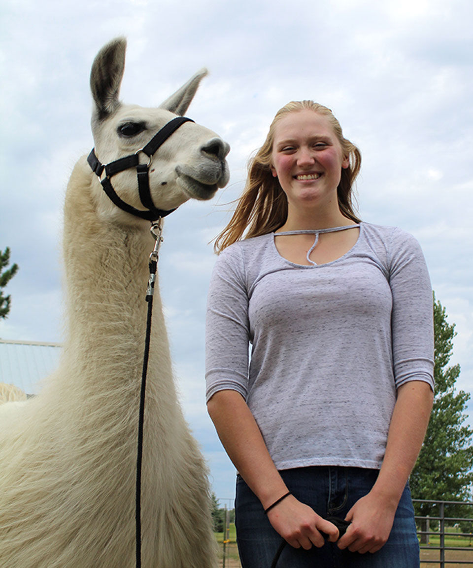 Royalton sisters show llamas virtually